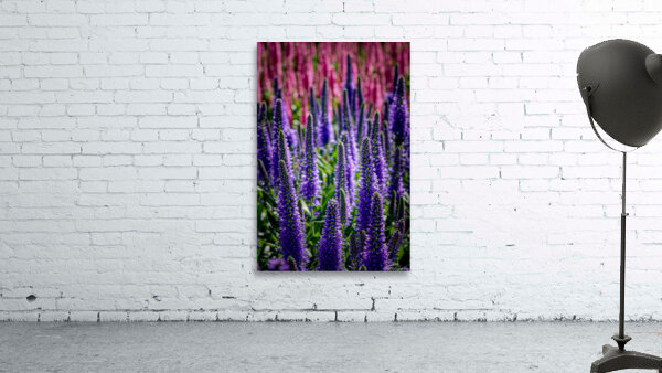 Spiked Speedwell 2 Wall Preview