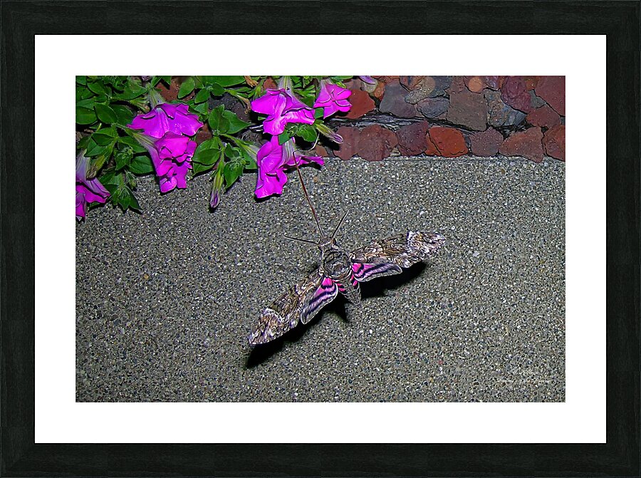 Sphinx Moth Picture Frame print