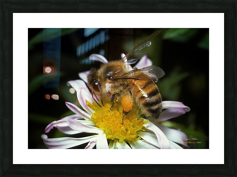 Honey Bee on Aster by Gene Killion 1980  Picture Frame print