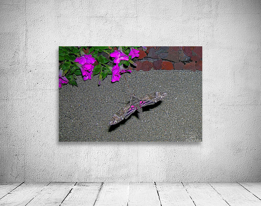 Sphinx Moth Wall Preview