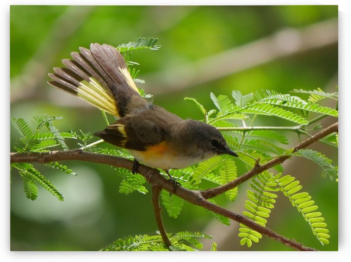 Female American Redstart by Robyn Larabee