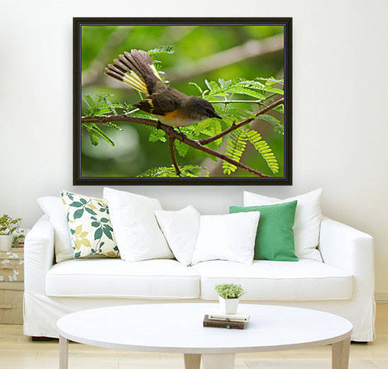 Female American Redstart by Robyn Larabee