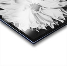 Monochromatic Petals Acrylic print
