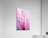 Flamingo Fire Acrylic Print