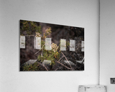 Yarrow Acrylic Print