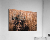 Natural Progression Acrylic Print