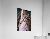 Twist Acrylic Print