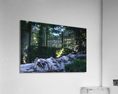 Cedar Acrylic Print
