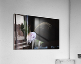 Dahlia Ikebana Acrylic Print