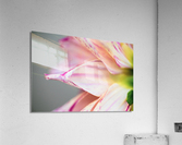 Behind the Arlequin Acrylic Print