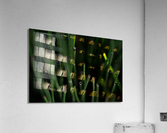 Horsetail Acrylic Print