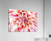 Into Arlequin Acrylic Print