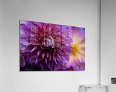 Waiting to Open Acrylic Print
