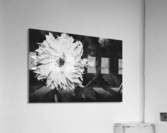 Monochromatic Petals Acrylic Print