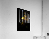 Sunlit Acrylic Print