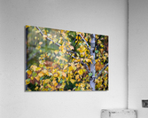 Fall Aspen Acrylic Print