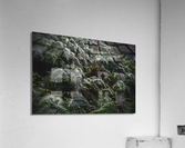Forest Floor Acrylic Print