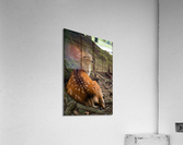 Stare Acrylic Print