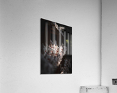 Beckoning the Light Acrylic Print