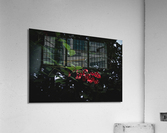 Cockspur Coral Acrylic Print
