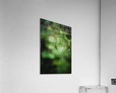 Joro Acrylic Print