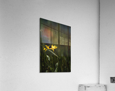 Rudbeckia Acrylic Print