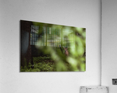 Hidden in the Trees Acrylic Print