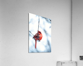 Wintering Cardinal  Acrylic Print