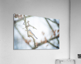 Tufted Titmouse Acrylic Print