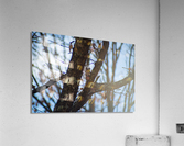 Eastern Grey Squirrel Acrylic Print