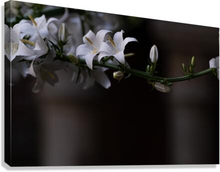 Waiting in White Canvas Print