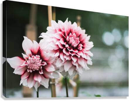 Deep in the Red Canvas Print