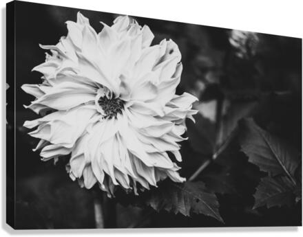 Monochromatic Petals Canvas Print