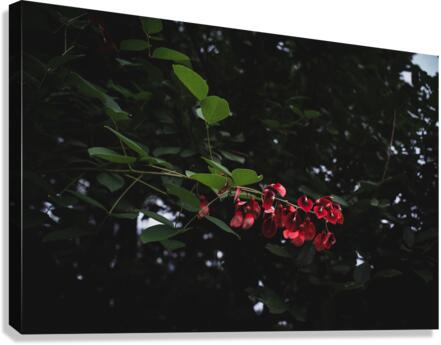 Cockspur Coral Canvas Print