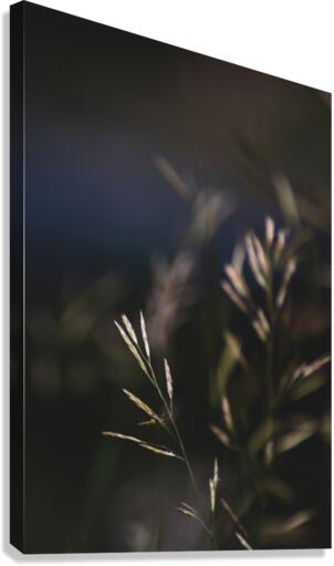 Bromus Inermus Canvas Print