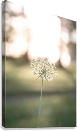 Queen Annes Sunshine Canvas Print