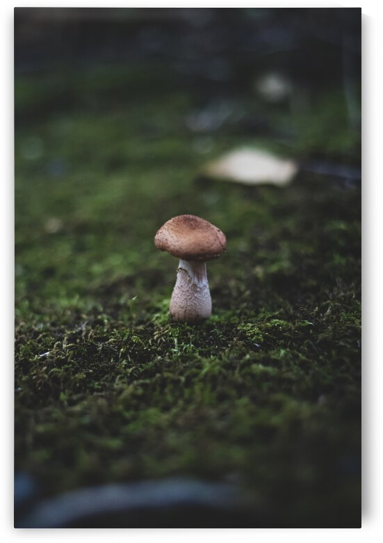 Singular in a Sea of Spores by Studio 18 6