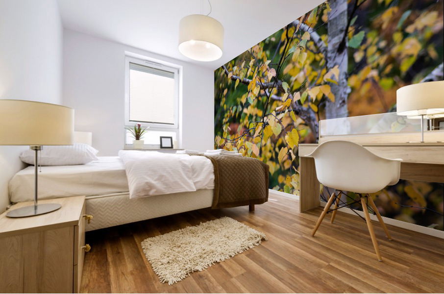 Fall Aspen Mural print