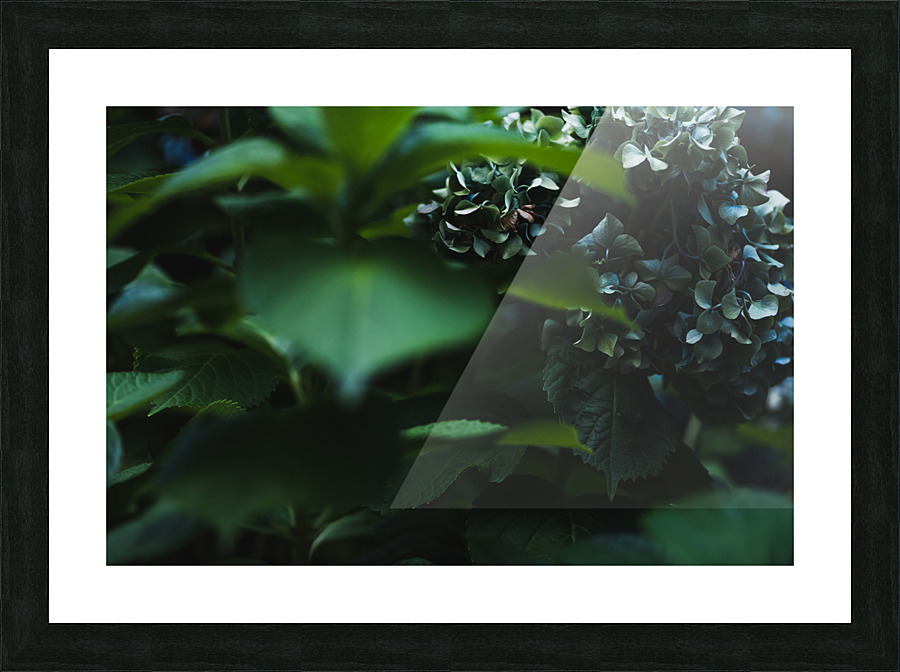 Deep in the Hydrangeas Picture Frame print