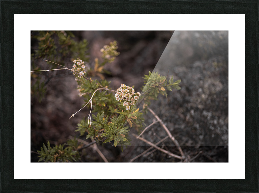 Yarrow Picture Frame print