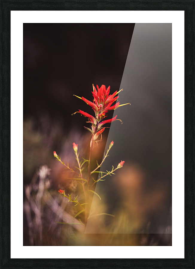 Paint Brush Picture Frame print