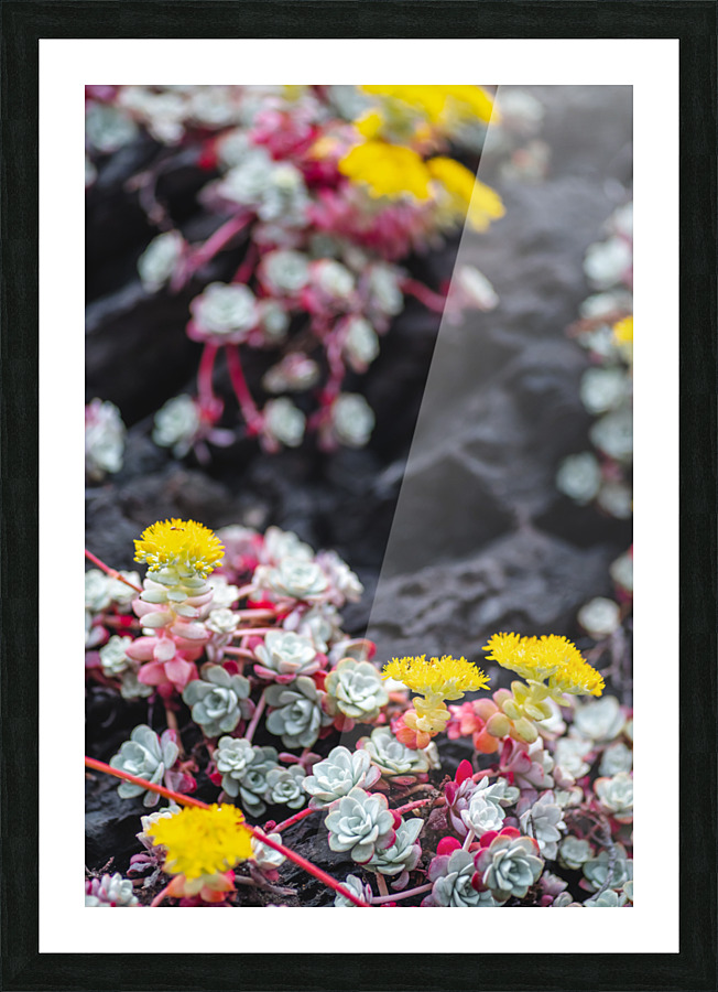 Succulent Colors Picture Frame print