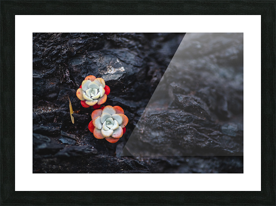 Duo Picture Frame print