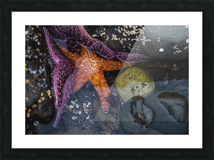 Starry Eyed Picture Frame print