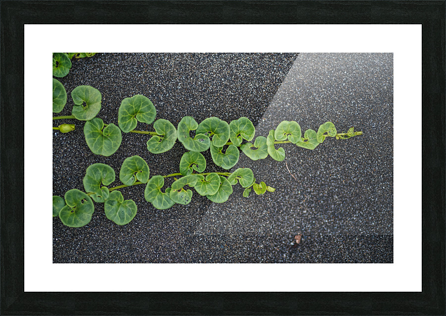 Beach Morning Glory Picture Frame print