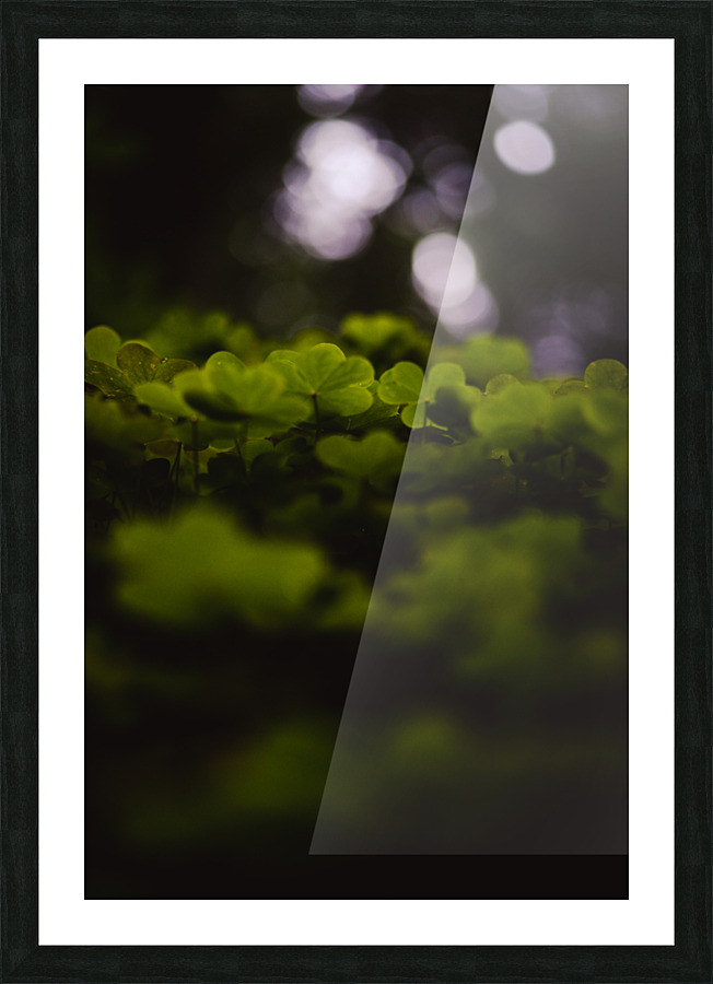 Canopy Picture Frame print