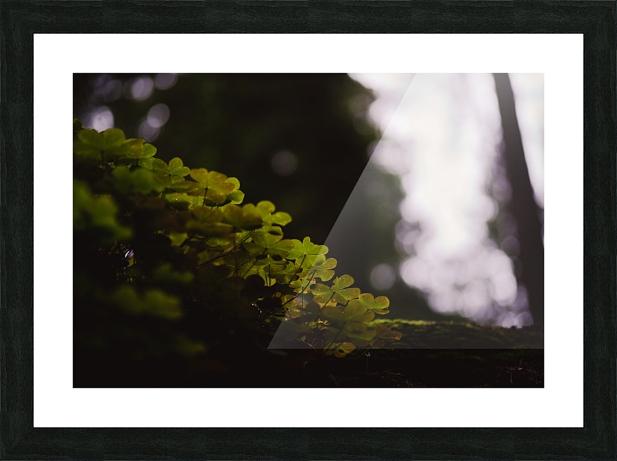 Light Up My Leaf Picture Frame print