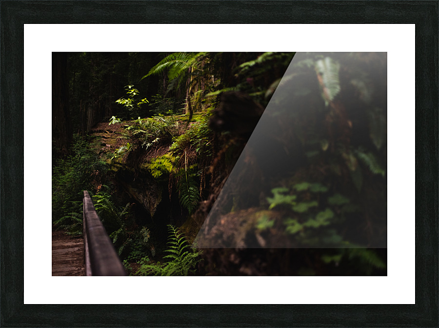 Forest Floor Picture Frame print