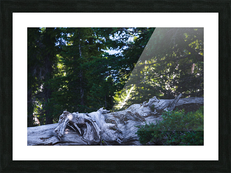 Cedar Picture Frame print