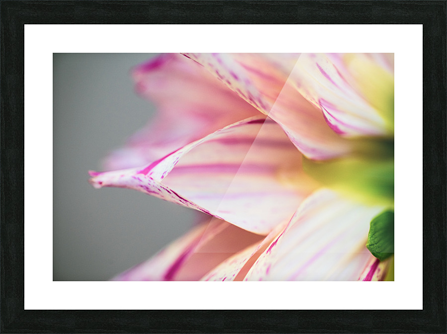 Behind the Arlequin Picture Frame print